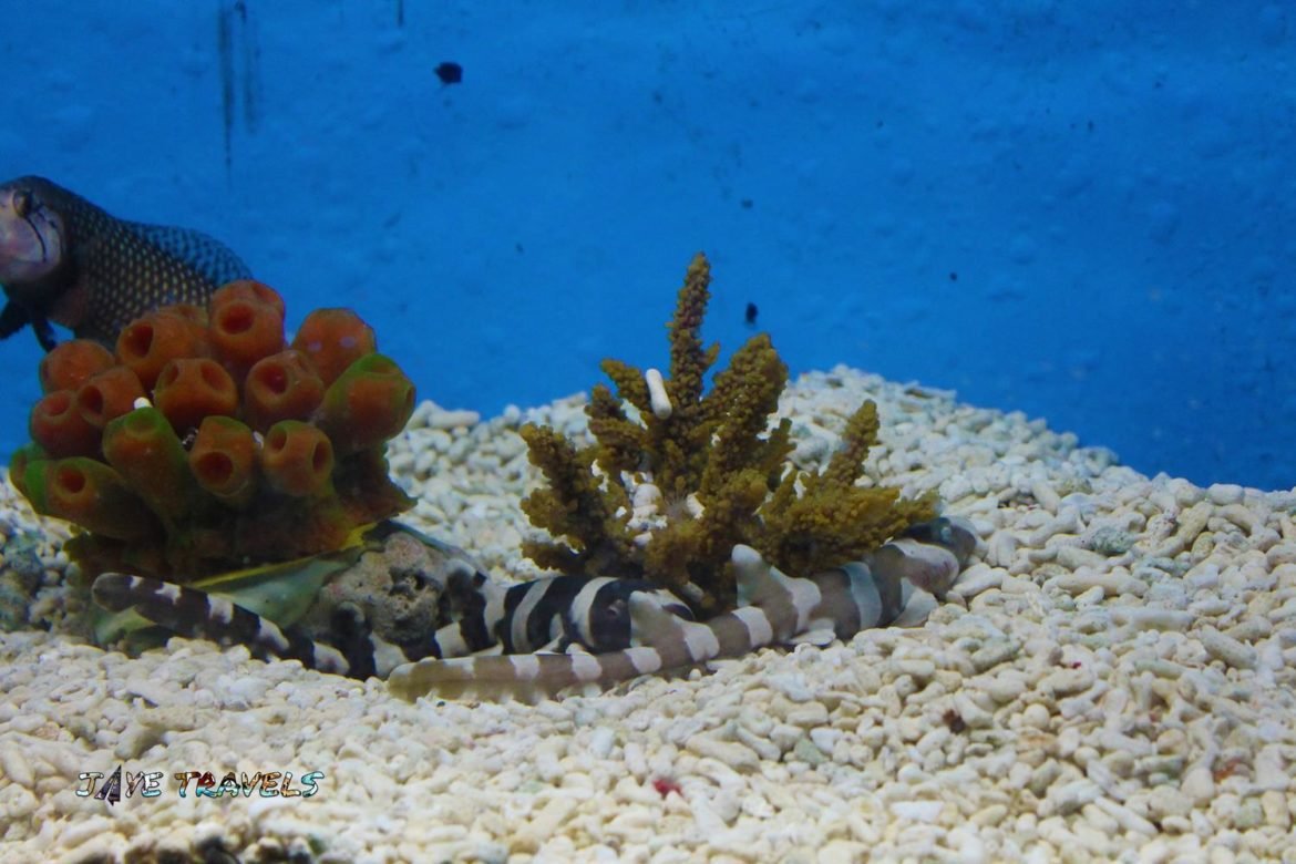 manila ocean park bamboo shark