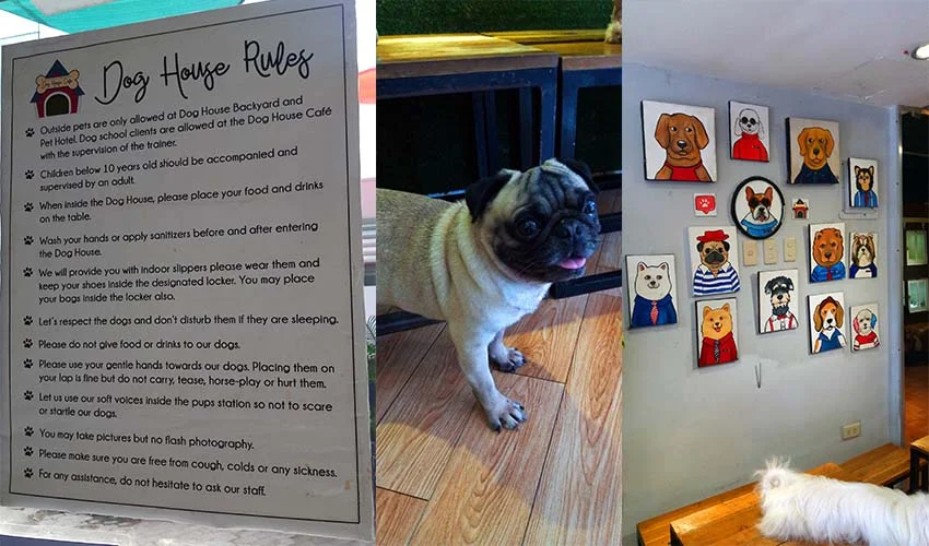 Dog Café House Rules