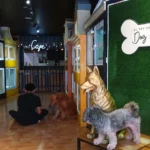 Hotel, School, and a Dog Café in Bulacan