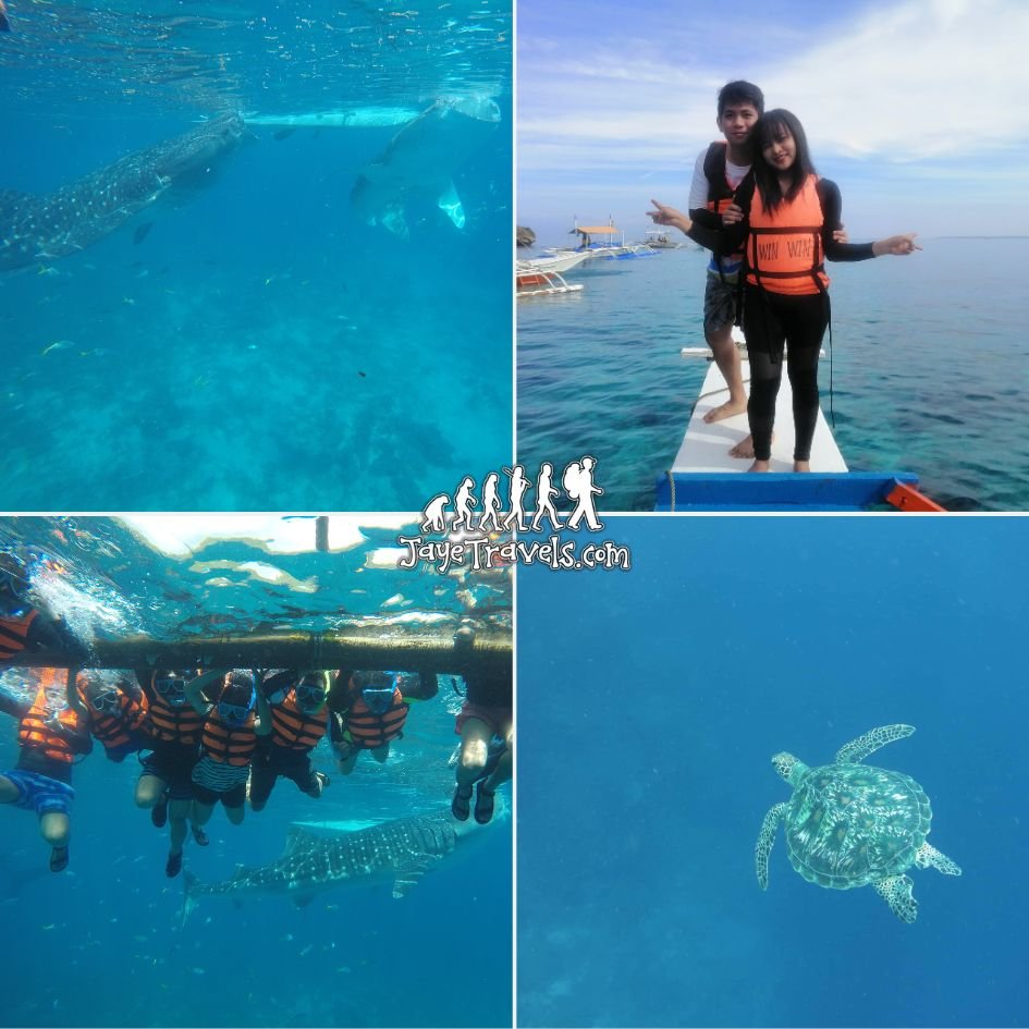 Oslob Cebu Snorkeling