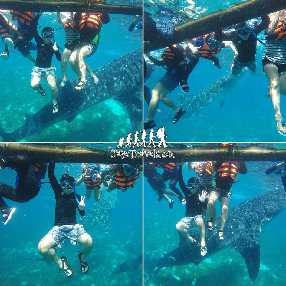 Whale Shark Encounter Philippines