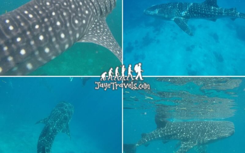 Whale Shark in Oslob Cebu