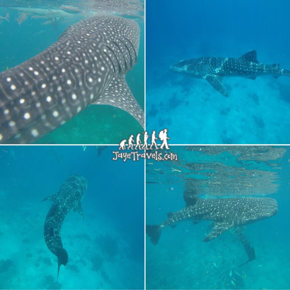 Whale Shark in Oslob Cebu