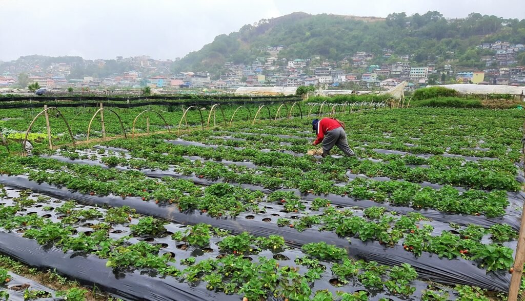 Baguio Strawberry Farm Best Month to Visit