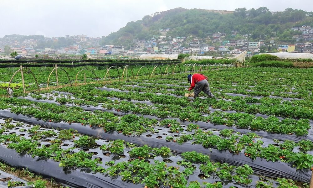 Baguio Strawberry Farm Best Month to Visit