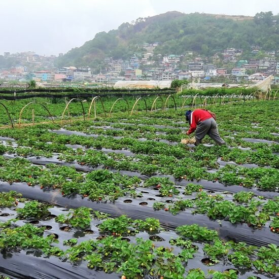 Baguio Strawberry Farm Best Month to Visit