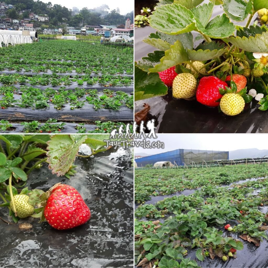 Pricing Strawberry Farm La Trinidad