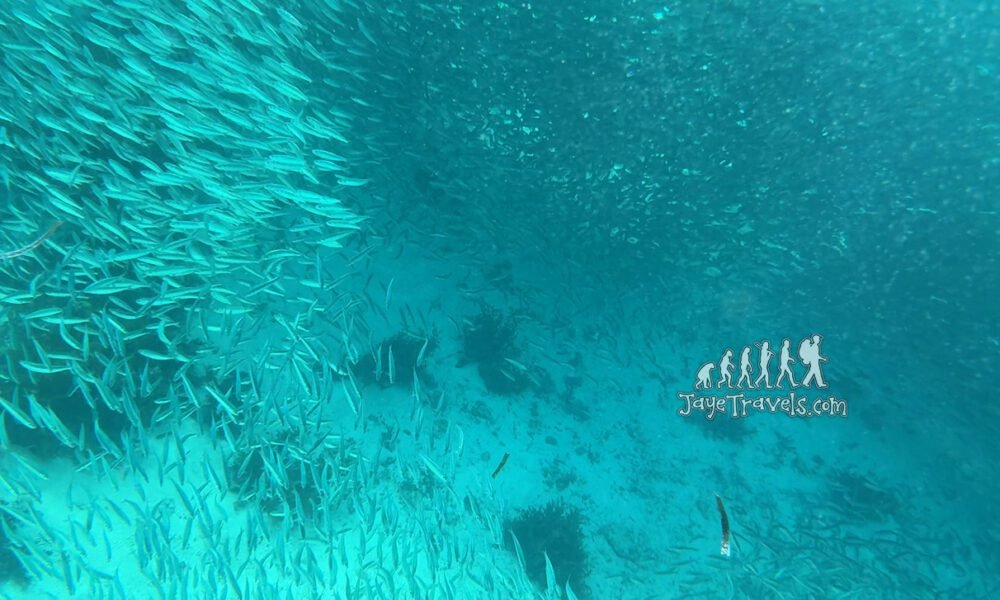 Moalboal Sardine Run: Swim Among Millions of Fish! Moalboal Sardine Run: Swim Among Millions of Fish!