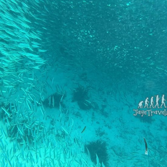 Moalboal Sardine Run: Swim Among Millions of Fish! Moalboal Sardine Run: Swim Among Millions of Fish!