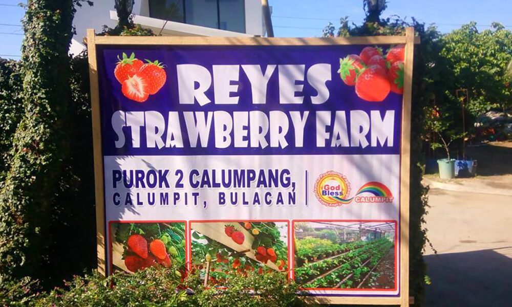 Strawberry Farm…in Bulacan? Strawberry Farm…in Bulacan?