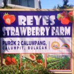 Moalboal Sardine Run: Swim Among Millions of Fish! Strawberry Farm…in Bulacan?