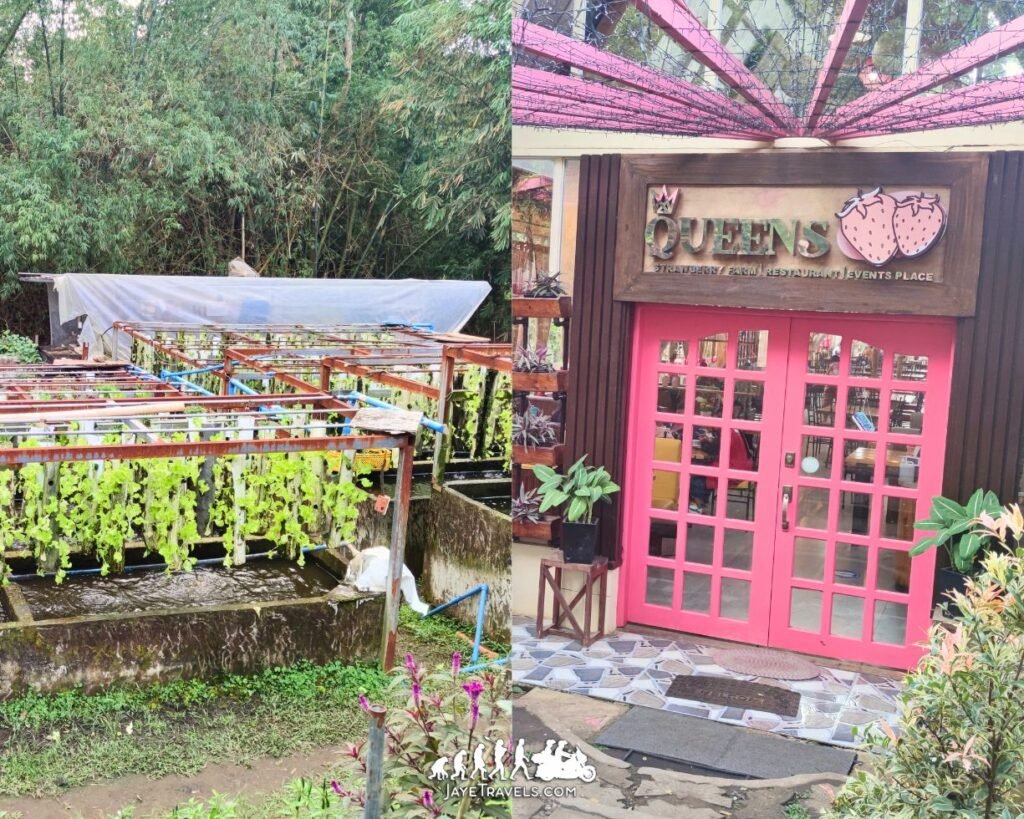 Strawberry Farm in Tagaytay Strawberry Farm in Tagaytay