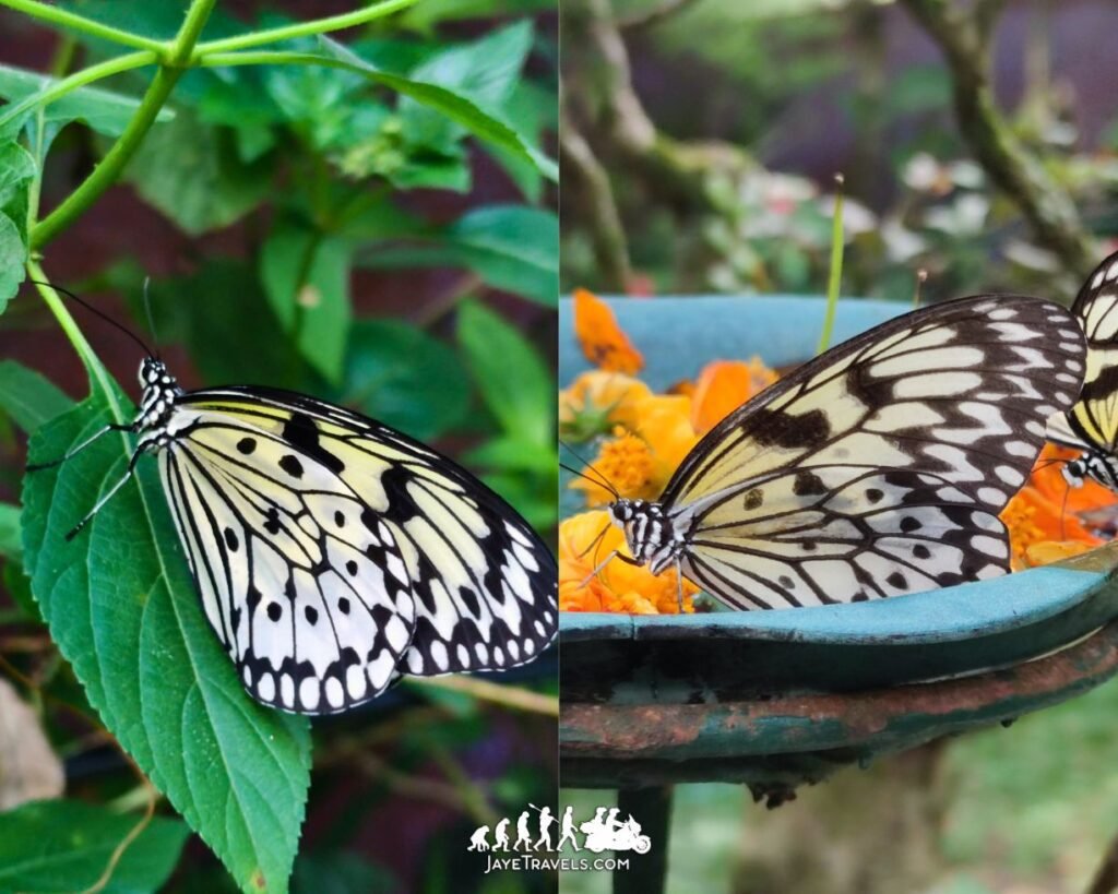 Butterfly Garden in Tagaytay Butterfly Garden in Tagaytay