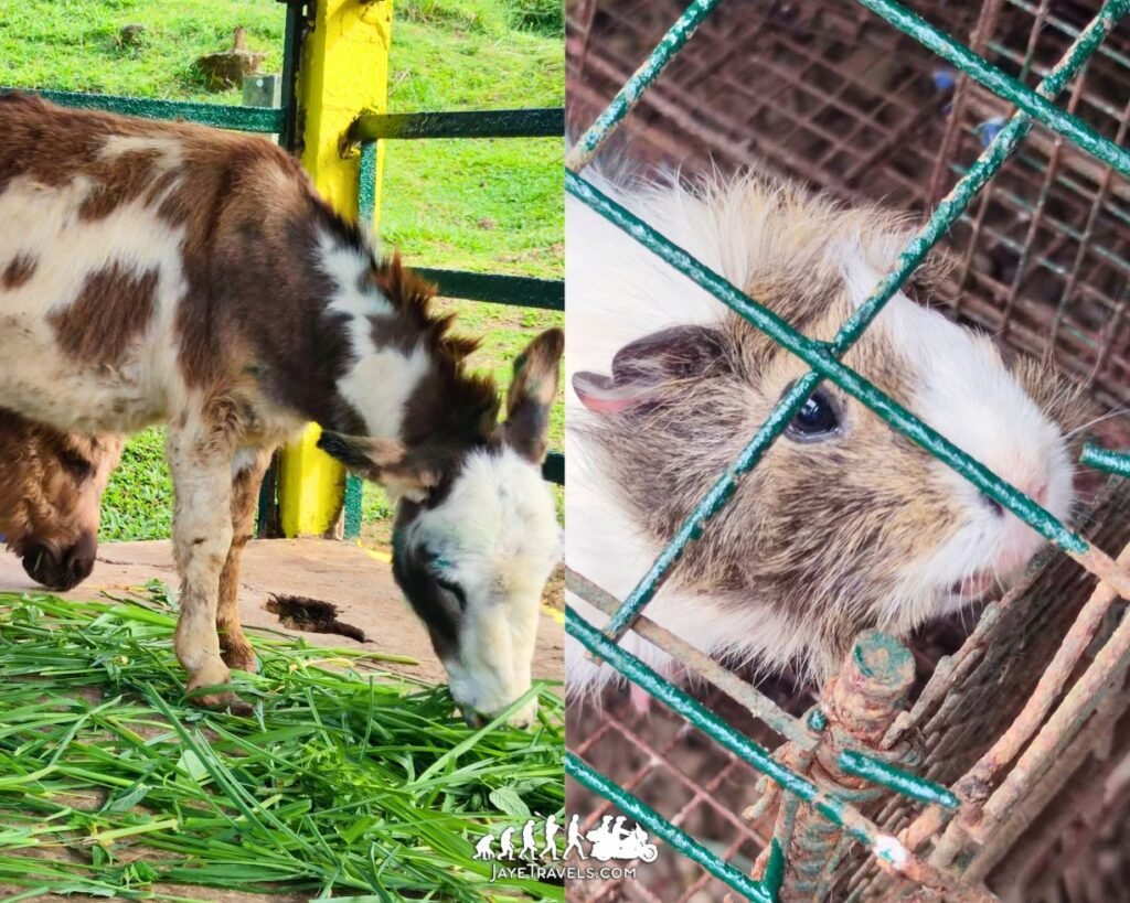 Animals in Paradizoo Tagaytay Animals in Paradizoo Tagaytay