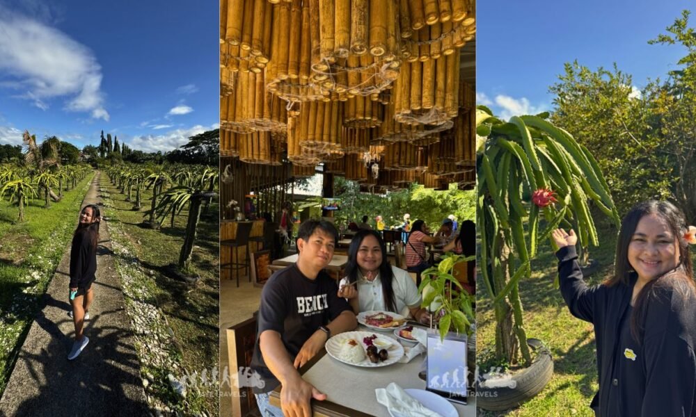Dragonfruit Farm in Bulacan