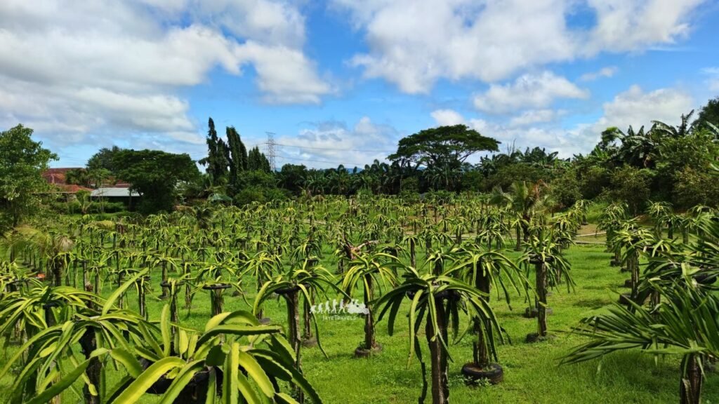 Dragonfruit Tour in San Rafael Bulacan